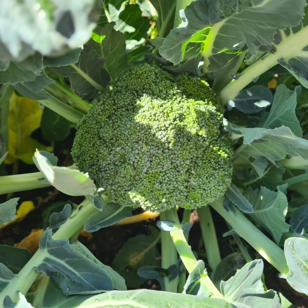 Brokkoli (300 g) - Image 2