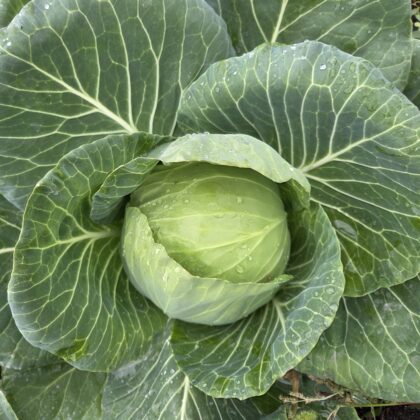 Fejes Káposzta (kg)