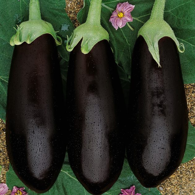 Palánta Padlizsán Lila