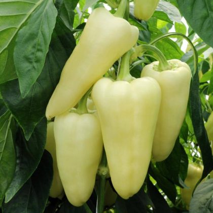 Palánta Paprika Tv Fehér (Estilla)
