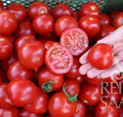 Palánta  Apró édes koktél (kertészeti átvétel)