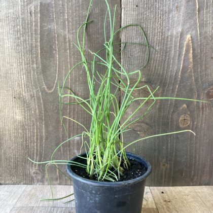 Metélőhagyma (Palánta)