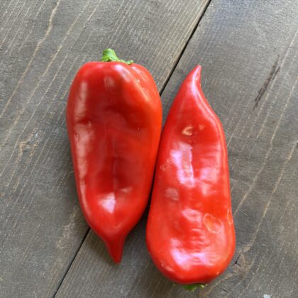 Piros Kápia paprika KG