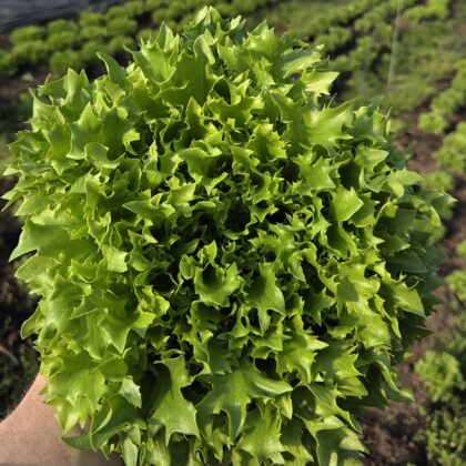 Levél saláta (fej)