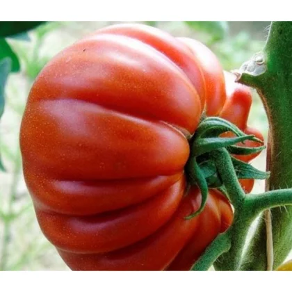 Palánta Ökör szív paradicsom (kertészeti átvétel)
